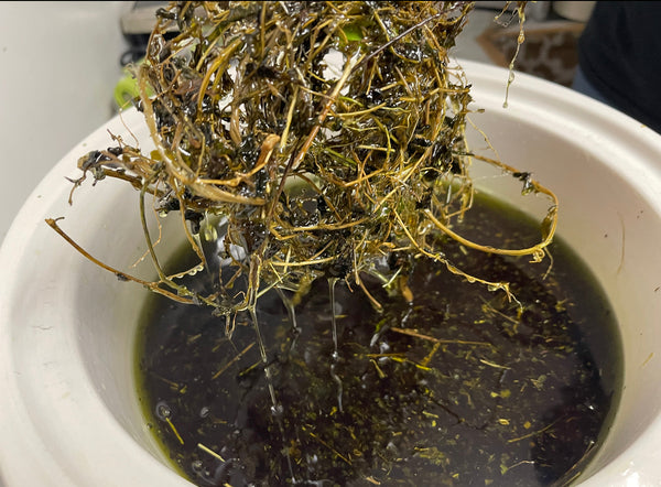 2 Asorosi saop&spirulina